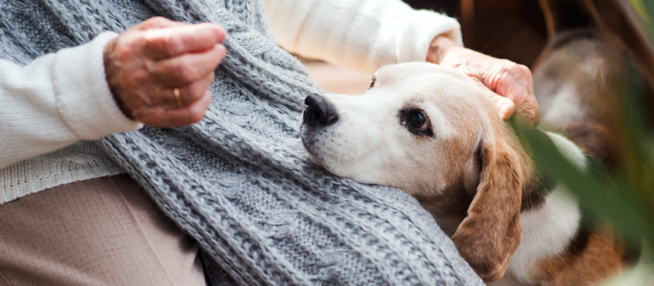 Zooterapia może pomóc osobie chorej na Alzheimera.